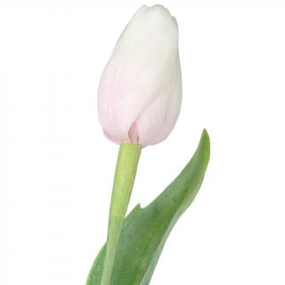 Bílo-růžový tulipán - 43 cm