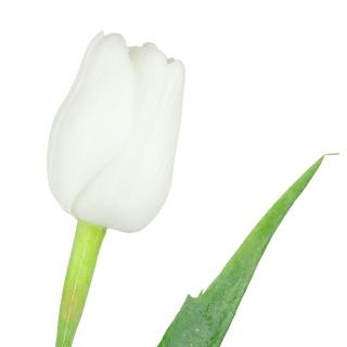 Bílý tulipán - 43 cm