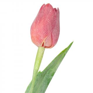 Korálově červený tulipán - 43 cm