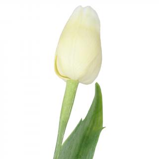 Krémový tulipán - 43 cm