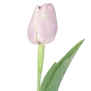 Levandulový tulipán - 43 cm