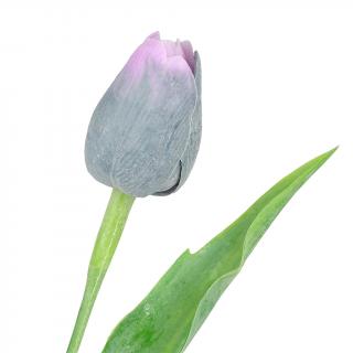 Lilkový tulipán - 43 cm