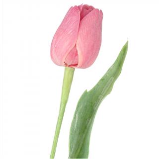 Malinový tulipán - 43 cm