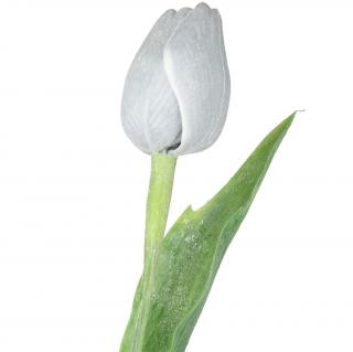 Šedo-bílý tulipán - 43 cm