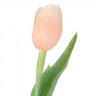 Světle broskvový tulipán - 43 cm