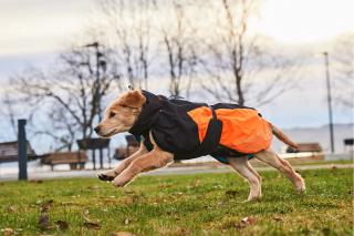 Non-stop Dogwear Zimní bunda GLACIER JACKET 2.0, černo-oranžová 36