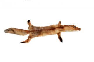Přírodní kožešina - liška divoká - 00002