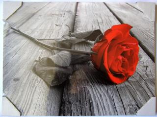 Obraz na desce 40 x 30 cm - Růže