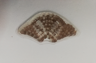 Razítko silikonové - mandala 5 - 4,5 x 3 cm