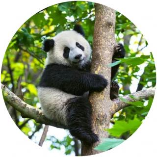 jedlý papír - Panda