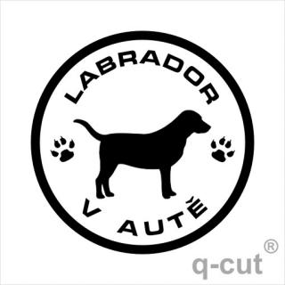 Labrador v autě (samolepka labradorský retrívr)