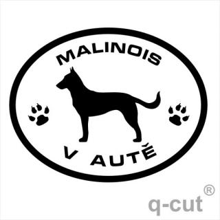 Malinois v autě (samolepka belgický ovčák)