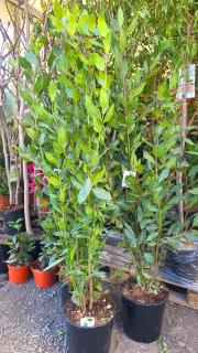 Bobkový list - keř 125-150 cm (Laurus nobilis - Vavřín vznešený, „bobkový list“)