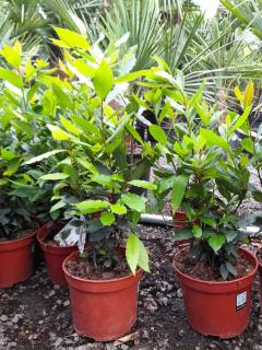 Bobkový list- keř 40-45 cm (Laurus nobilis - Vavřín vznešený, „bobkový list“)