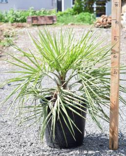 Butia capitata 15L (-8°C) ("želé palma")