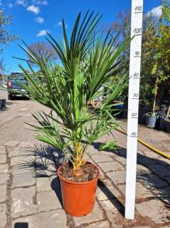 Chamaerops humilis 10L, 100-110 cm (Žumara nízká)
