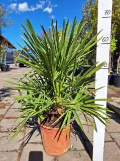 Chamaerops humilis 5L, 70-80 cm (Žumara nízká)
