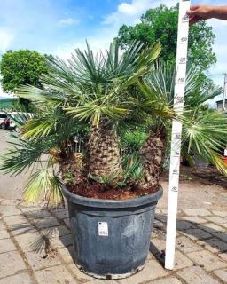 Chamaerops humilis var. Cerifera (-14°C) (Žumara nízká, „modrá trpasličí palma“)