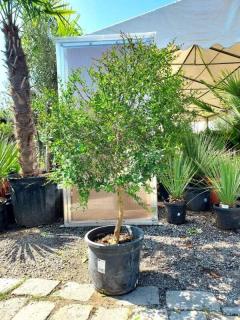 Citrus australasica, "kaviárový citrus", obv. 9-10 cm (Microcitrus australasica)
