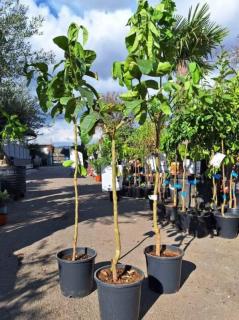 Citrus "Budhova ruka" 160-165 cm  (Citrus medica var. digitata)