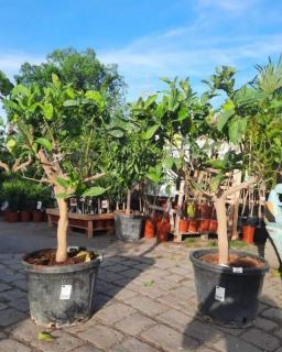 Citrus "Budhova ruka", 45L (Citrus medica var. sarcodactylis)