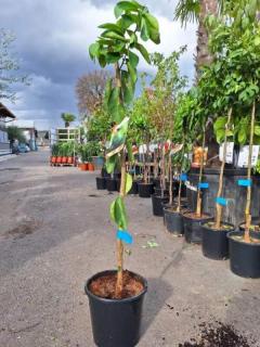 Citrus latifolia - "Tahitský lajm", 120 cm (Persian lime, Lima Bears)