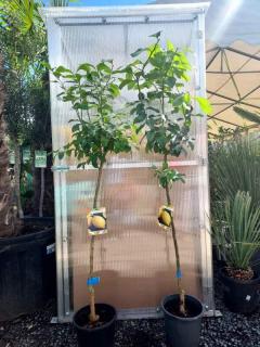 Citrus limon - citron, 130-160 cm (Citron)