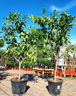 Citrus limon - citron, 35L, obv. 13-14 cm (Citron)