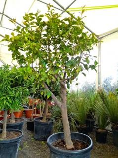 Citrus limon - citron, 80L, obv. 25 cm (Citron)