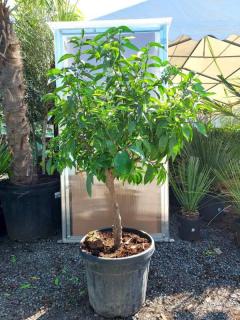 Citrus reticulata - mandarinka, 45 L, obv. 12 cm (Mandarinka)