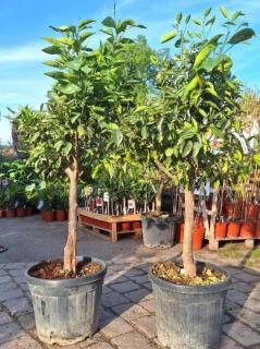 Citrus sinensis - pomeranč, 45L (Pomeranč)