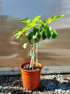 Fíkovník "Brown Turkey" MRAZUVZDORNÝ, 40 cm (Ficus carica (Fíkovník smokvoň))