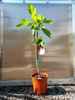 Fíkovník "Brown Turkey" MRAZUVZDORNÝ, 70 cm (Ficus carica (Fíkovník smokvoň))