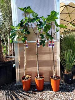 Fíkovník "Brown Turkey" MRAZUVZDORNÝ, obv. 6-8 cm (Ficus carica (Fíkovník smokvoň))
