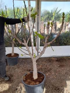 Fíkovník "Calabacita", obv. 18-22 cm (Ficus carica (Fíkovník smokvoň))