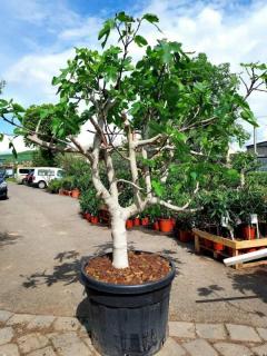 Fíkovník "Calabacita", obv. 36 cm, špalír (Ficus carica (Fíkovník smokvoň))