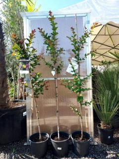 Lagerstroemia indica (Pukol okrouhlolistý, „krepová myrta“)