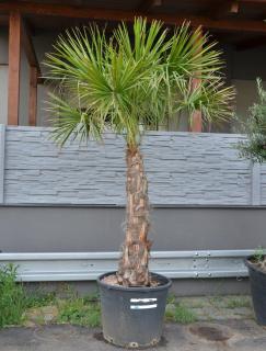 Livistona decipiens 2,5m („Deštníková palma“)