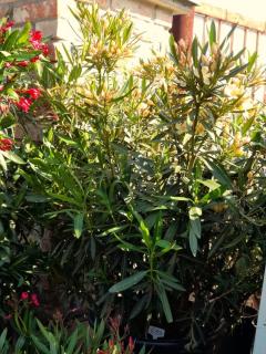 Oleandr obecný, 150-170 cm, meruňkově žlutý, 65 L (Nerium oleander)