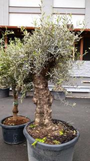 Olivovník ev., bonsai, obv. 75 cm, výška 210 cm (Olea europaea)