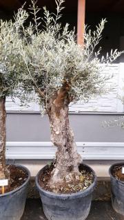 Olivovník ev., bonsai, obv. 75 cm, výška 250 cm (Olea europaea)