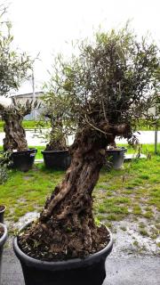 Olivovník ev., bonsai, obv. 85 cm, výška 220 cm (Olea europaea)
