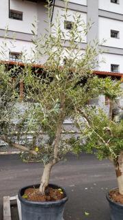 Olivovník ev. rozvět., obv. 30 cm, výška 260 cm  (Olea europaea)