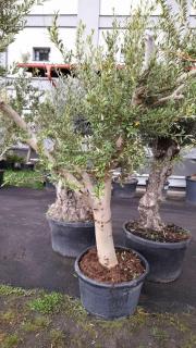Olivovník ev. rozvět., obv. 45 cm, výška 270 cm (Olea europaea)