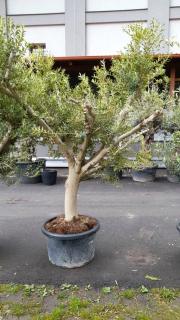Olivovník ev. rozvět., obv. 46 cm, výška 250 cm  (Olea europaea)