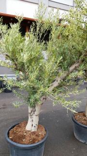 Olivovník ev. rozvět., obv. 55 cm, výška 250 cm  (Olea europaea)