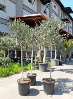 Olivovník evrop., 160-180 cm, obv. 9-10 cm, kulovitá koruna (Olea europaea)