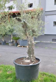 Olivovník evrop., bonsai, 80/100 cm, 375 l (Olea europaea)