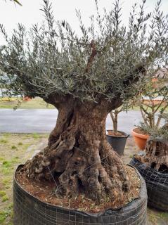 Olivovník evrop., bonsai, obv. 1,7 m, síť (Olea europaea)