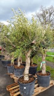 Olivovník evrop., obv. 35/45 cm, 80 l  (Olea europaea)